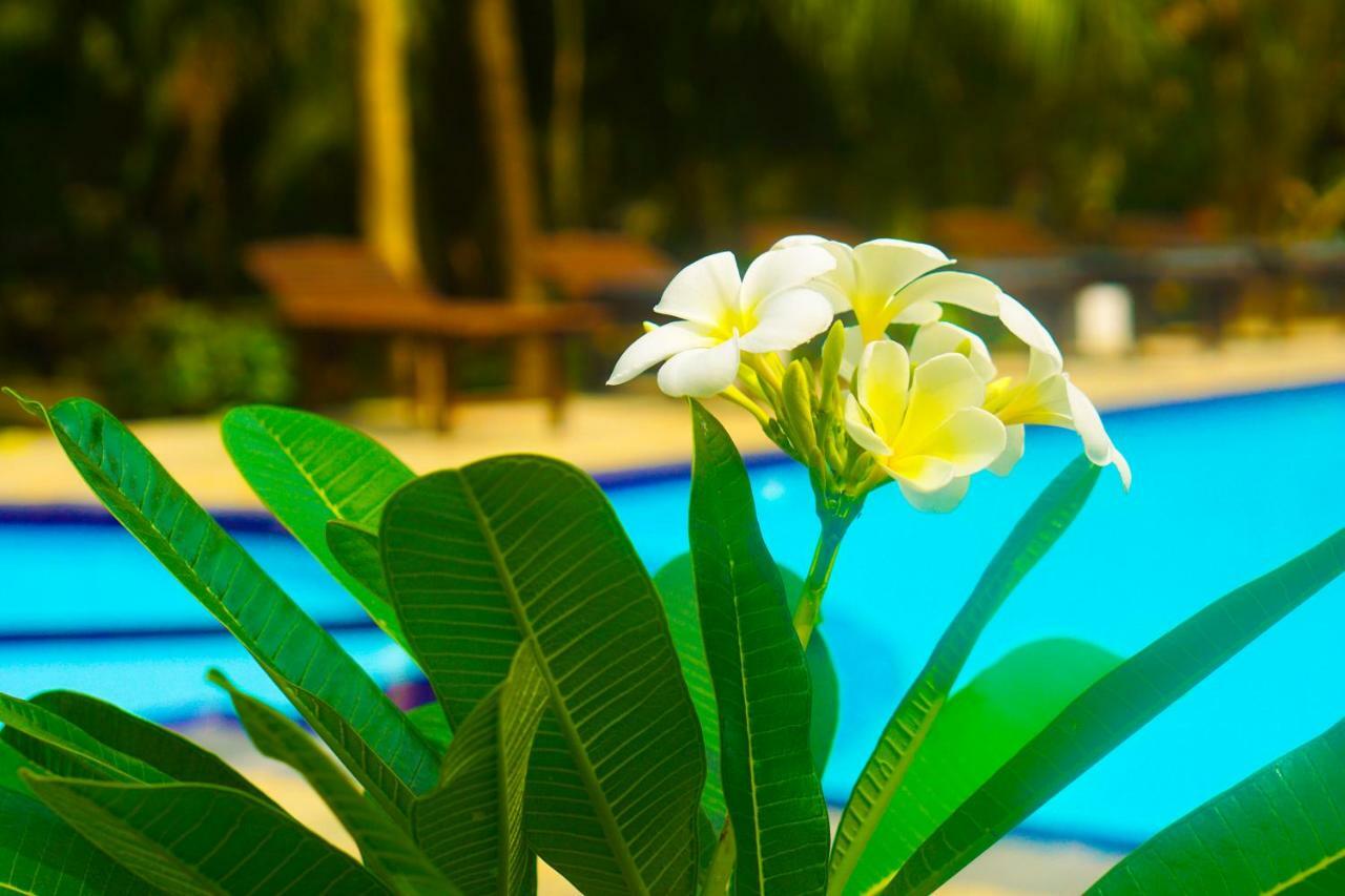 กรีน การ์เดน คาบานาส รีสอร์ต Hotel แทนกาลเล ภายนอก รูปภาพ